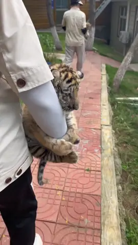 Your little sidekick has arrived!#funnyanimals #tiger #releasestress #cute #🐅 