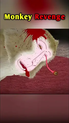Monkey revenge #unfreezemyaccount #foryoupage #viralvideo #viraltiktok #asmr 