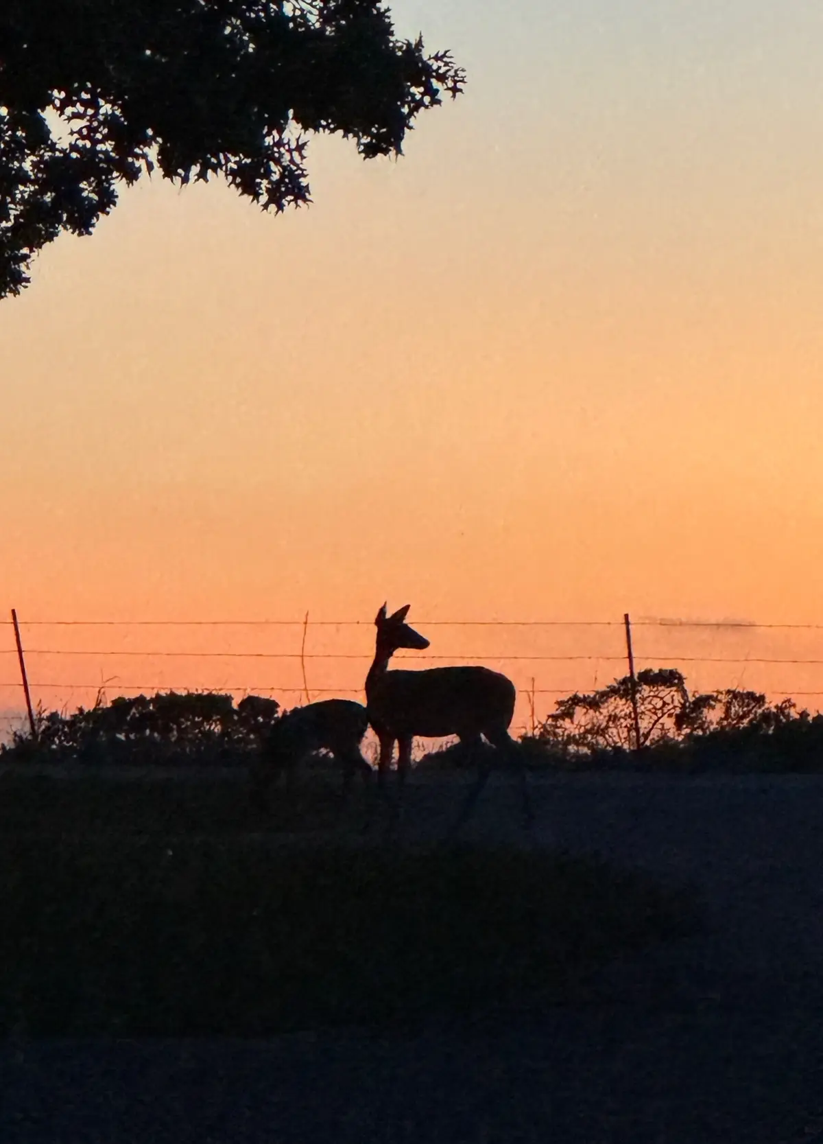 Just another great sunset..#godscountry #countrylife #farmlife #sunset #life 
