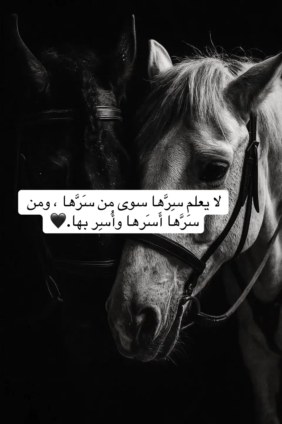 #عرب_تيك_توك #fyp 