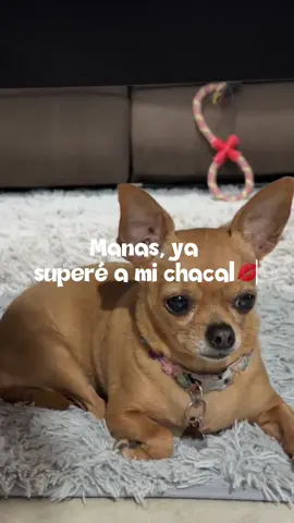 Que tal les pareció mi chakalitooo? Una bañada y pa mi casa #kyrayragnar #chihuahuastiktok #dog #chihuahuas #yerimua 