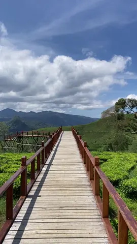 Butuh yang hijau hijau pangalengan solusinya , selamat berlibur gaes yuk mampir ke sunrise point cukul pangalengan. Lok : Sunrise Point Cukul . Pangalengan #destinaspangalengan #situcileuncapangalengan #jelajahbandung #sunrisepointcukul #wisatapangalengan 