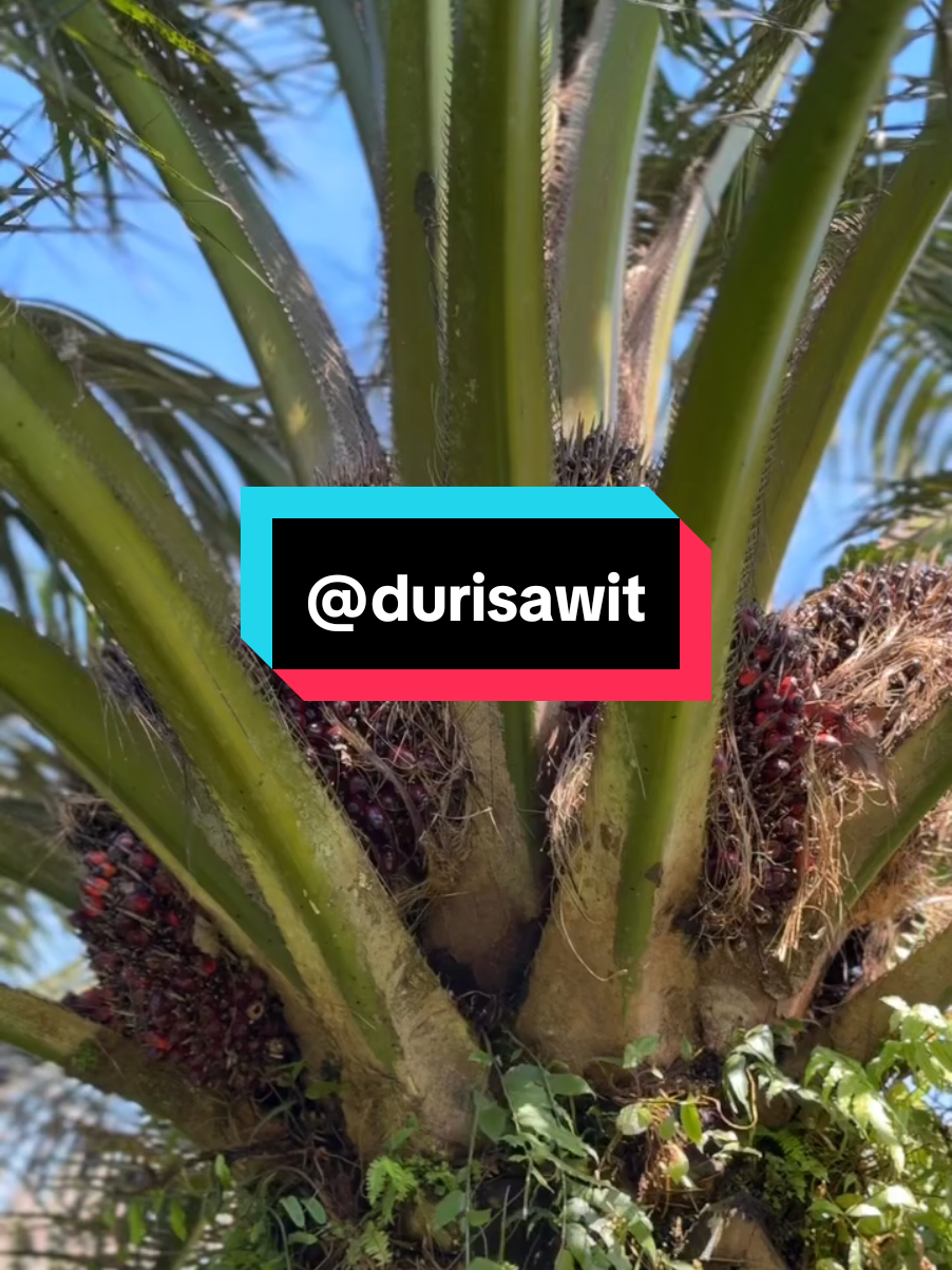 🌴🌴#tobadak #mamujutengah #kulisawit #durisawit 