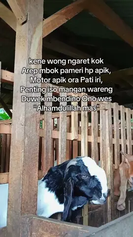 #peternakkambing #tukangngaret #sobatngaret #peternakkambing #tukangngarit 