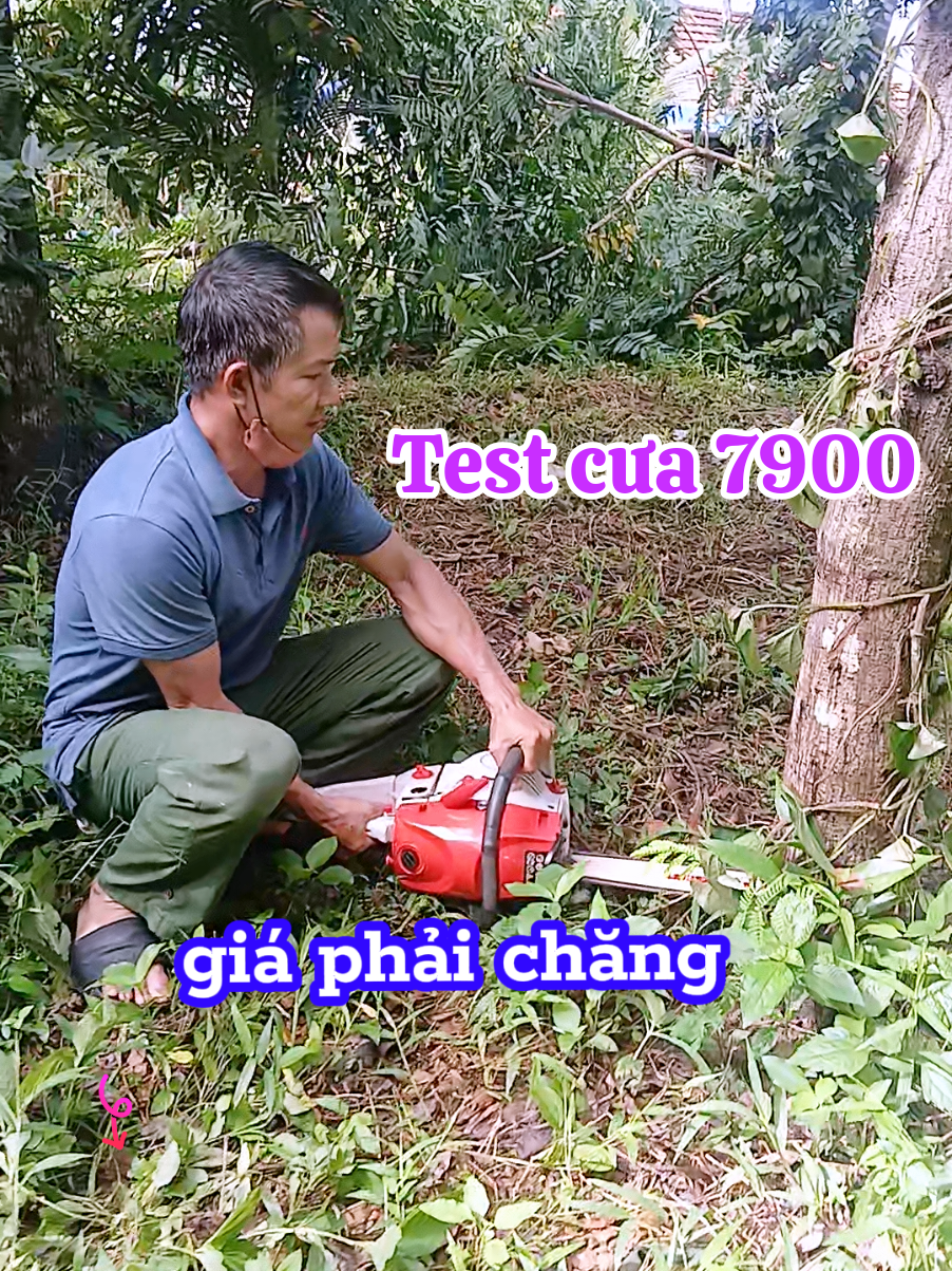 Test cưa kamasu 7900 giá cả phải chăng dễ sử dụng, #vuthangbmt #xuhuong #cuaxich #maycuaxichchayxang #maynhatbai 