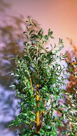 Bring nature home 🌿✨ Lifelike Olive Tree – perfect for cozy vibes & modern decor. Effortless beauty for any room #homedecorideas #roommakeover #fyp  #artificialplants  #cozyvibes 