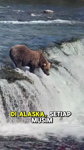 Beruang Alaska Berburu Salmon di Air Terjun 🐻🐟 #wildlife #tentangdunia 