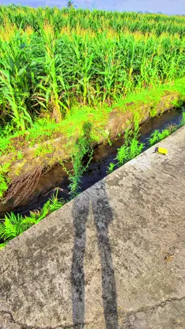 #kutasari_purbalingga🤗🤗 #sawahpedesaan #capcut #sabtuceria 