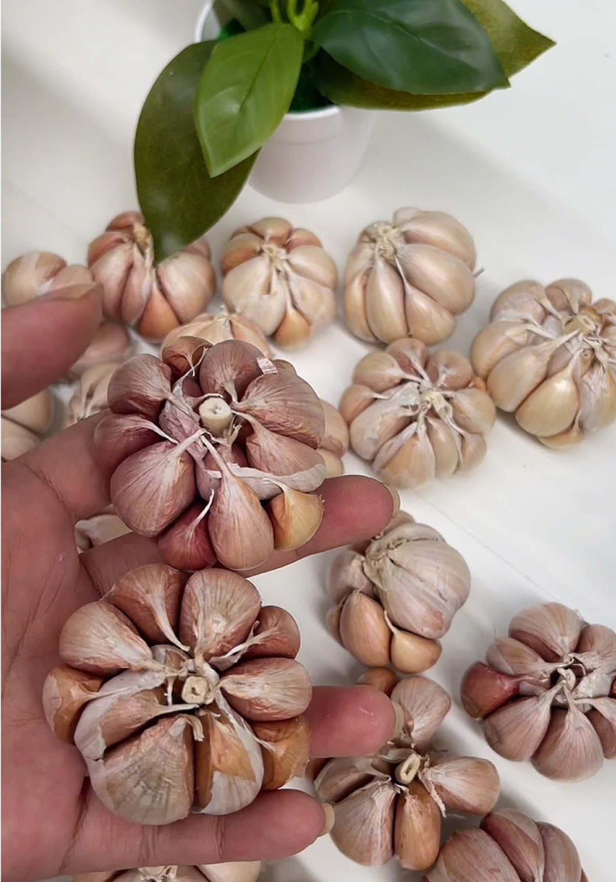 Tỏi hồng nguyên củ #toi 