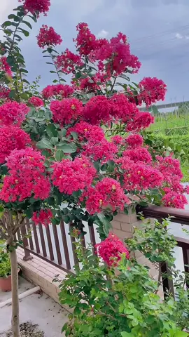 Hoa Tường Vy🌸🌸 khoẻ, chịu nắng tốt, ra hoa đẹp🥰 #hoadep #hoacaycanh #hoasanvuon #hoatuongvi #tuongvihong 