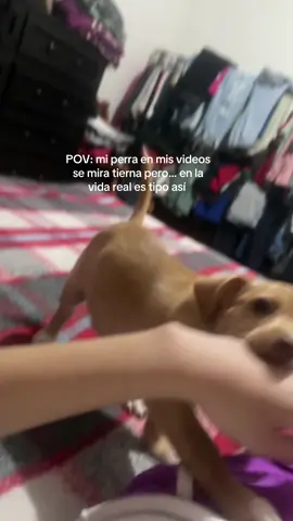 Y más aparte cuando se queda sería parece q no te va a morder pero si te atrapa HAJJA #HUMOR #Viral #tiktok #fyyyppp #tiktokponmeenparatiporfa 