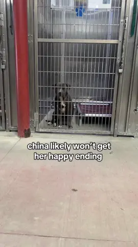 China will be euthanized unless an adopter shows up before 5pm monday 9/15. I really don’t know what else to do for her. I can’t tell you how incredible this dog is in words. You just need to see her. Please, if you’re interested in her, just go to the shelter!!! A5718276 4 years old 50 lbs LANCASTER ANIMAL CARE CENTER; 5210 West Avenue I, Lancaster, CA 93536 • Public Hours 11am-5pm Monday thru Saturday (closed Sunday) Website: animalcare.lacounty.gov Email: DACCLancasterRescue@animalcare.lacounty.gov #animalshelter #cleartheshelters #shelterdog #foryoupage #fyp 