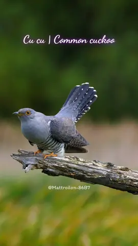 Cu cu | Common cuckoo #cucu #cuckoo #tiengchimhot #birdsounds 