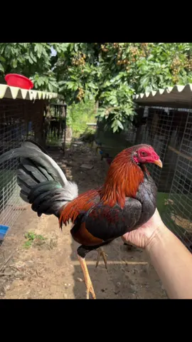 Nói chung không biết sao cho vừa lòng à😂🥰😍#xunhuong #xuhuongtiktok #gàchiến #xuhuonggà 