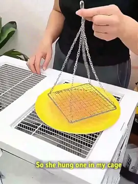 Stainless Steel Parrot Swing & Play Gym | Chew Proof Bird Cage Accessories with Cooling Perch & Resting Net | Fun Toys for Small Birds Parakeet Cockatiel Lovebird#bird#ParrotSwing#FunToys#hilltopnestairbnb #parrot 