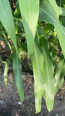 Ijo royo royo#petaniindonesia🇮🇩🇮🇩🇮🇩🌿🌿 #petanijagung🌽 #petanimilenial #petanimuda #fyp 