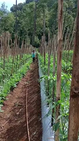 #petaniindonesia🇮🇩🇮🇩🇮🇩🌿🌿  #caberawit 🔥🌶