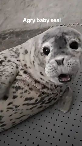 #seal #angry #zoo #foryou #fpy 