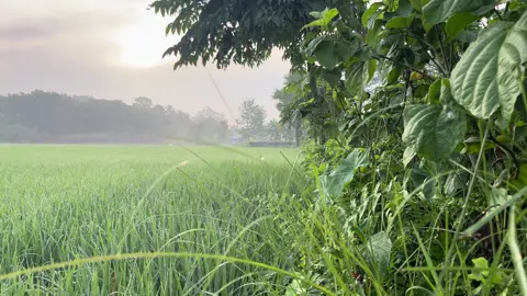 শীতের সকালের মতো সকাল #viral #fyp #natural #foryoupage 