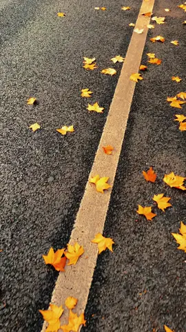 “Nếu Mỹ Linh tiểu thư thích ngô đồng, tôi sẽ trồng chúng khắp Nam Kinh.” - Tưởng Giới Thạch #dulichtrungquoc #nanjing #xuhuong 