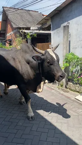 Preman kampung wiyung 😹 #sapiviral 