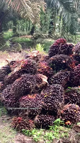 masyaallah belum 2 ladang lagi,semoga rezeki kalian lancar ya😍#sawit #petaniindonesia🇮🇩🇮🇩🇮🇩🌿🌿 #petanisawit #riau #sawitriau 