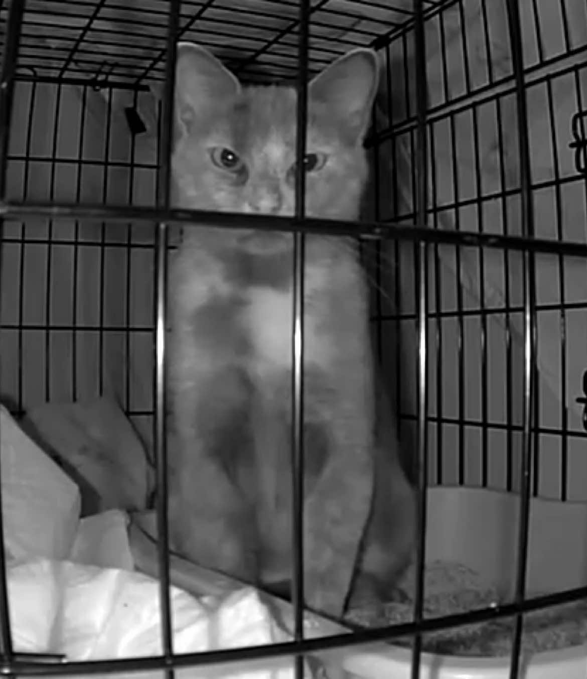 #tnr #cat #fyp 