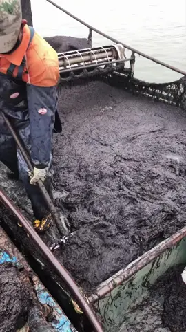 This Is How Your Favorite Seaweed Snack Is REALLY Made!  #foodjourney #behindthescenes #usa🇺🇸 #foryoupage #knowledge 