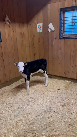 Question time with Ruckus! #bull #moo #calf #farmlife #farm 