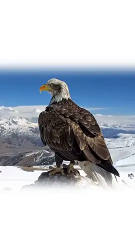 Powerful Eagle Sitting on a Tree Branch#power #tik_tok #viralvideos #eagle #viral 