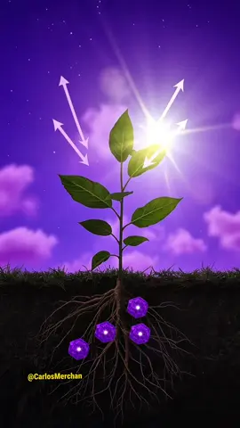 Cómo ocurre la fotosíntesis en las hojas de nuestras plantas #CalcioParaPlantas #Jardinería #fotosíntesis #agricultura 