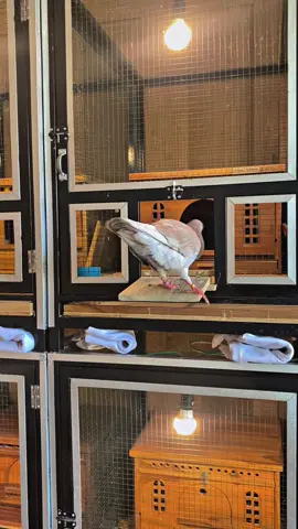 komentarmu bolo 🤭#lombamerpati #ppmbsi #merpatilovers #merpatibalapindonesia #merpati 