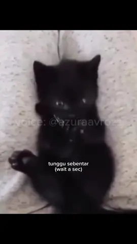 she made sure until the food was finished😭 ✨ Follow now and enjoy animal voices like never before! If you enjoyed this content and want to support my work, any donation is greatly appreciated! 🩵Your support helps me keep creating more of what you love. link support on my bio Voice: Me(@azuraavrozz) Source:  @ (unknown) @ shiyo.dq60 (please DM for credit/removal) #FYP#VoiceActing#Fandubber#Fandub #FunnyAnimals