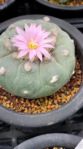 Lophophora fricii　#medicinalplants #peyote #mescaline #plants #cactus 