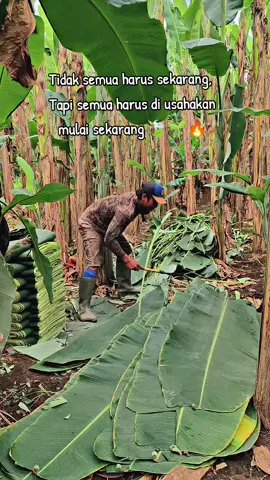 Ttp semangat kawan😊🍃🌱🔥#petaniindonesia🇮🇩🇮🇩🇮🇩🌿🌿 #petanimuda #fyp #pengikut #CapCut  @anakragil @alfazriel @Viko ajha @inul 
