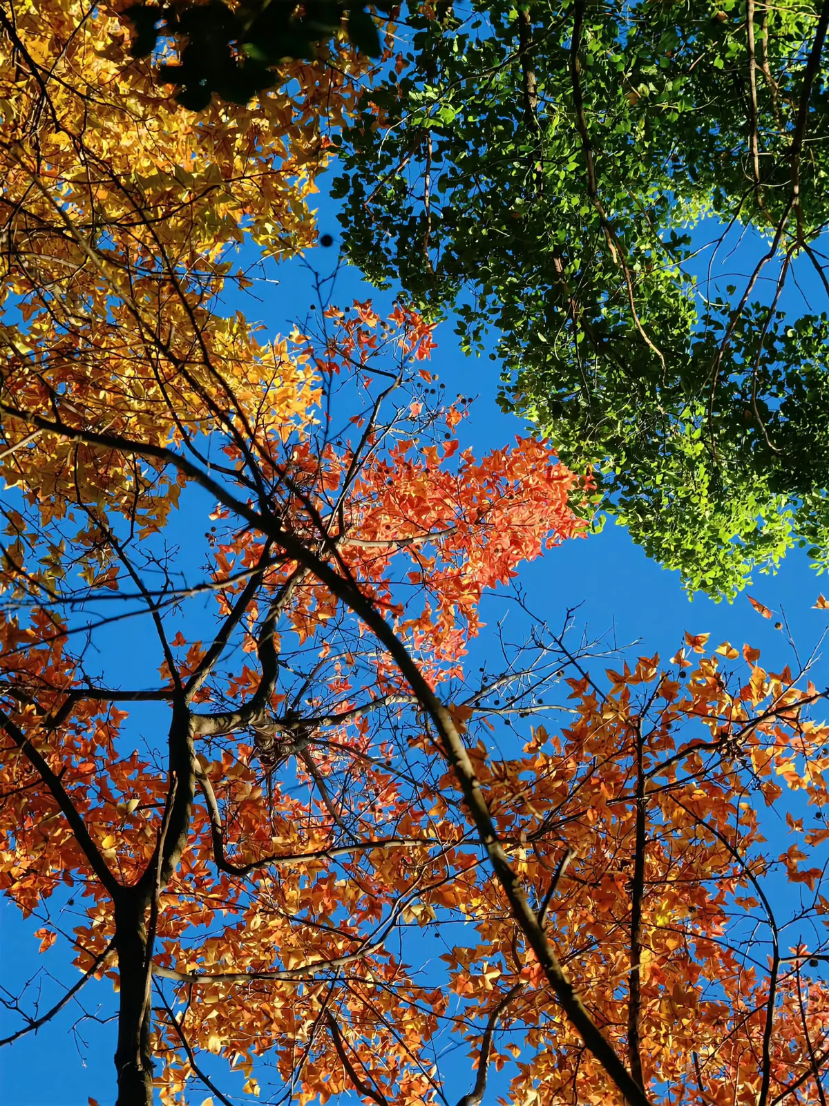 Xuân , Hạ , Thu , Đông trong một khung hình 💓 #xuhuong #trending #chill #thugian #canhdep 