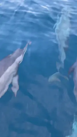 Melihat dolphin sedekat ini di ujung barat Indonesia, sabang..🇮🇩🏖️🐬🤩😍🇲🇾