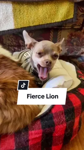 #dreams #dog #dogvideos #lion #fyp 