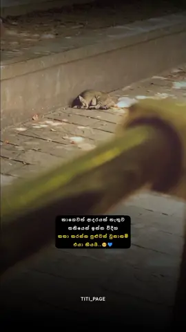 අනේ එයා 🥺💙 #titi_page #fypシ #foryou #fypシ゚viral #foryoupage #fyp #fypage 