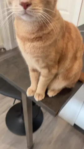 Balloo just chilling #cat #catlover 