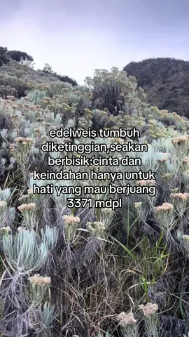 😊#gunungsumbing #edelweiss #bungaabadi 