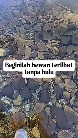 Beginilah hewan terlihat tanpa bulu #faktaunik #hewan #tanpabulu #viral #fyp 