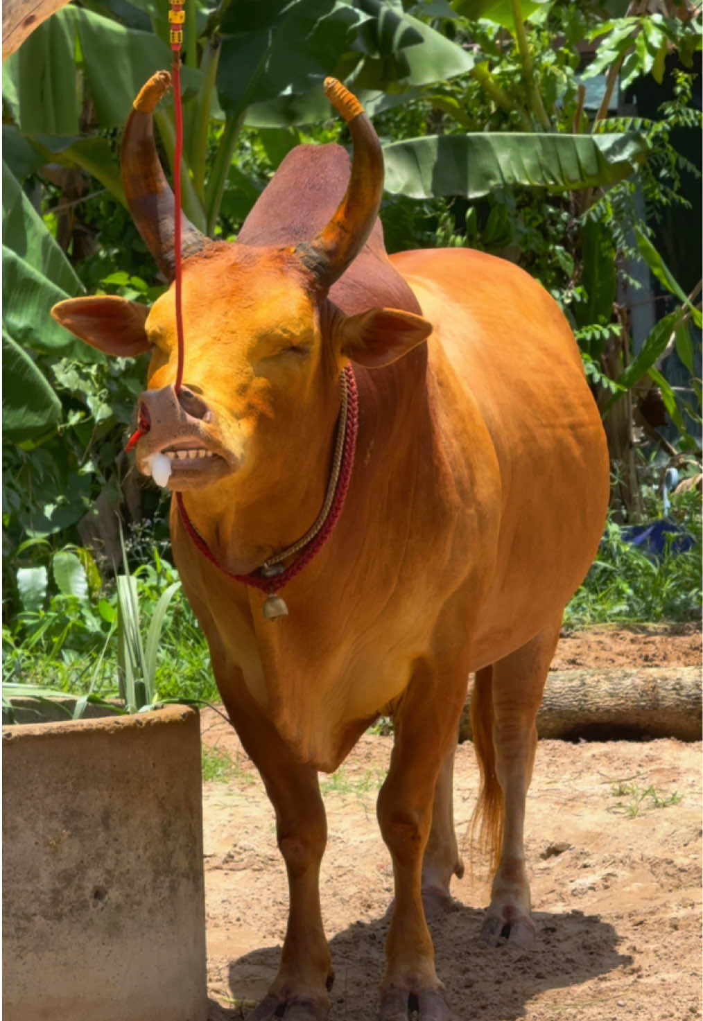 พร้อมเเล้วจ้าสมาชิก❤️#แดงงามซุปเปอร์สตาร์_ริกเตอร์ #ค่ายโคน้องอะเต๊ะน้องอะต๋อม #น้องกรดวัวชน 