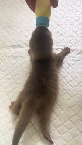 Pagi ini udah habis 50cc + vit B kompleks. Next curcuma atau scotts ya ? 😎 #babyotter #ottermalang #otterlucu #malang #bigotter 