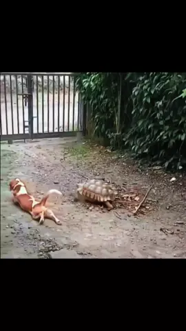 Wafupi Tujuwane 😂😂 #congolaise🇨🇩 #pet #viral #trend #animals 