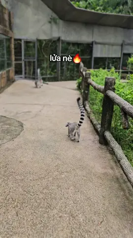 Trưa rồi đó, chưa thắp lửa thì rep liền đii 🔥 #VinWonders #GreenCreator #dulich #vinpearlsafariphuquoc #chuoi 