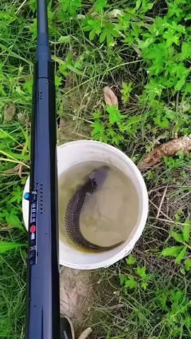 electric fishing，Men's toys, my profile has an order link.new energy fishing device，electric fishing net，electric fishing machine，electric fishing rod stick.#creatorsearchinsights #fishing #lure #lurefishing #fyp 