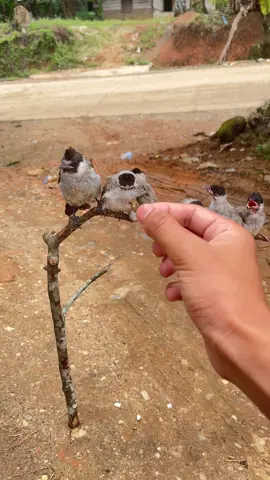 harga bos#kutilangmania #masukberanda #kutilang #anakanburungkutilang 