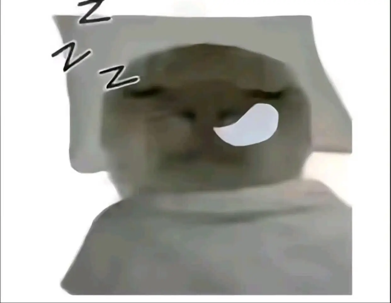 Hachimdai🗿#cat #cute #meme #hachimi #trend 