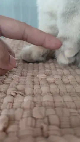 #cat #pawlidaypics #kitten #relax #catphotography ako lang ba anag natutuwa sa paws ng cat patingin nga ng paws ng cat and kittens niyo🤩